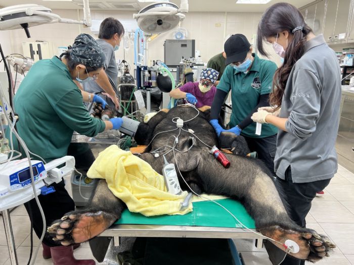 「波比」戴牙套！壽山動物園與醫療團隊守護黑熊牙齒健康